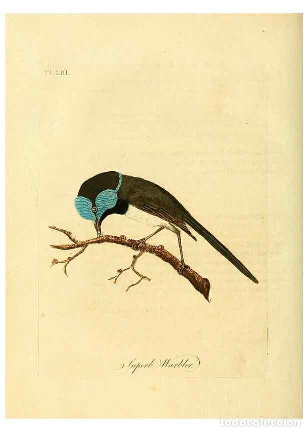 Collection Magazines and Newspapers: Reproducci&oacute;n/Reproduction 49756255763: A general synopsis of birds.. London :Printed for Benj. White