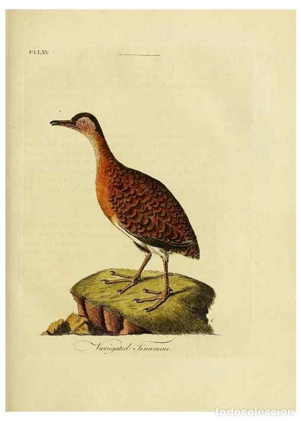 Collection Magazines and Newspapers: Reproducci&oacute;n/Reproduction 49756787211: A general synopsis of birds.. London :Printed for Benj. White