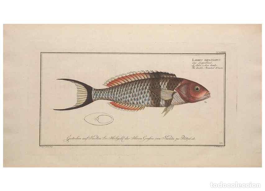 Collection Magazines and Newspapers: Reproducci&oacute;n/Reproduction 49774623037: Ichtyologie, ou, Histoire naturelle, g&eacute;n&eacute;rale et particuli&egrave;re