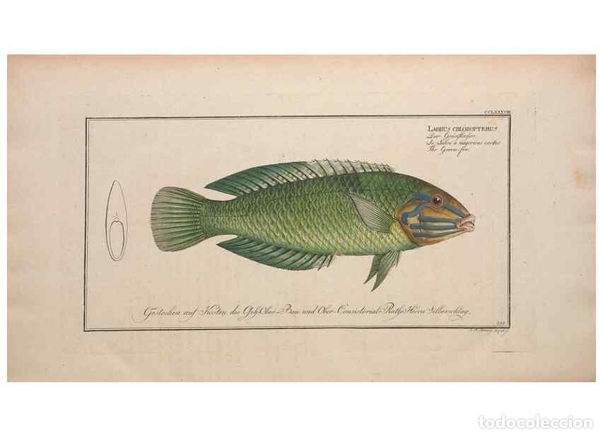 Collection Magazines and Newspapers: Reproducci&oacute;n/Reproduction 49773763708: Ichtyologie, ou, Histoire naturelle, g&eacute;n&eacute;rale et particuli&egrave;re