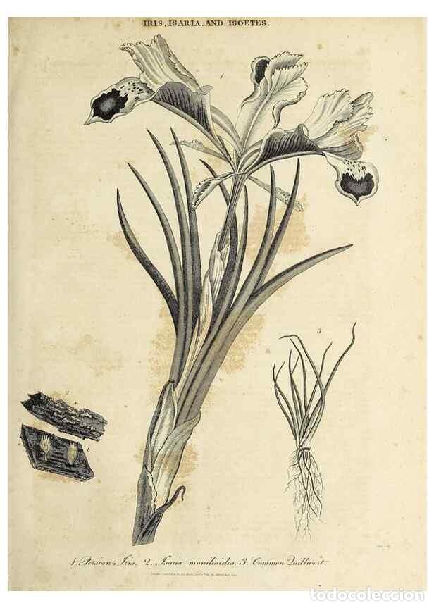 Collection Magazines and Newspapers: Reproducci&oacute;n/Reproduction 49757117397: Encyclopaedia londinensis, or, Universal dictionary of arts,