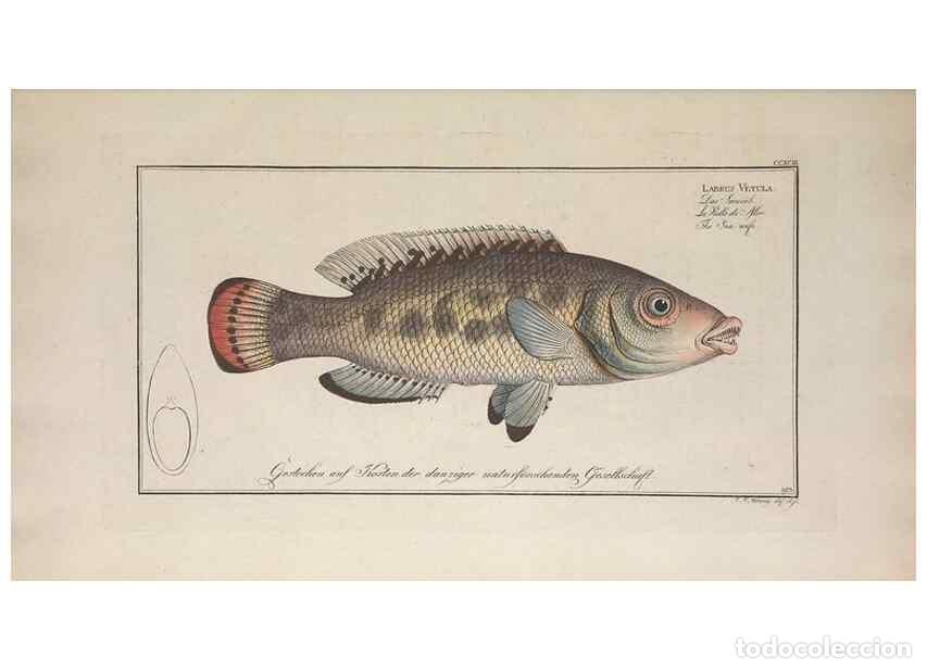 Collection Magazines and Newspapers: Reproducci&oacute;n/Reproduction 49774473176: Ichtyologie, ou, Histoire naturelle, g&eacute;n&eacute;rale et particuli&egrave;re