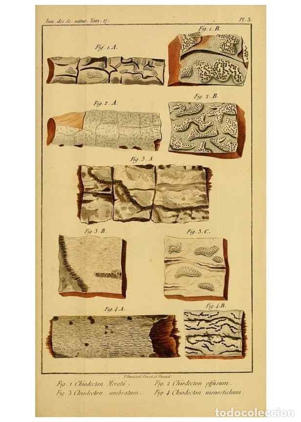 Collection Magazines and Newspapers: Reproducci&oacute;n/Reproduction 49774472107: Annales des sciences naturelles :. Paris :Crochard. - Feuguer