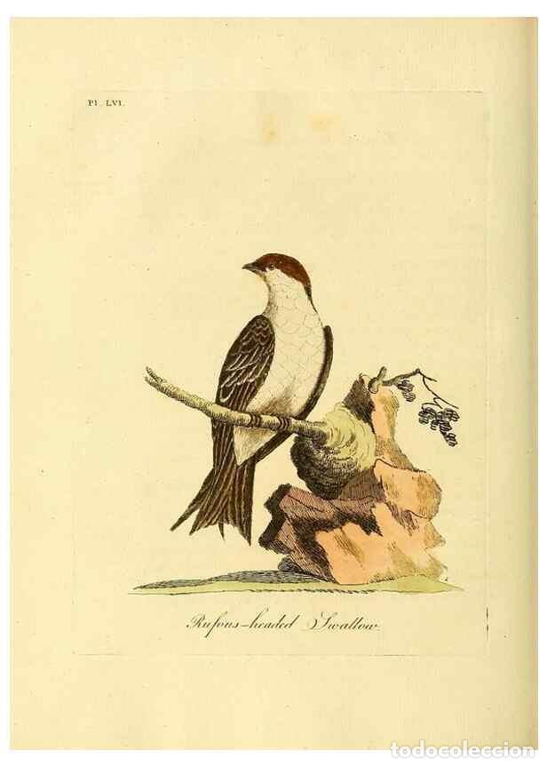 Collection Magazines and Newspapers: Reproducci&oacute;n/Reproduction 49756784621: A general synopsis of birds.. London :Printed for Benj. White