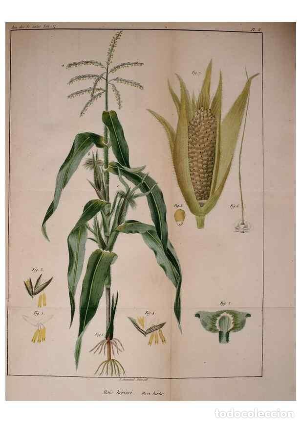 Collection Magazines and Newspapers: Reproducci&oacute;n/Reproduction 49773614623: Annales des sciences naturelles :. Paris :Crochard. - Feuguer