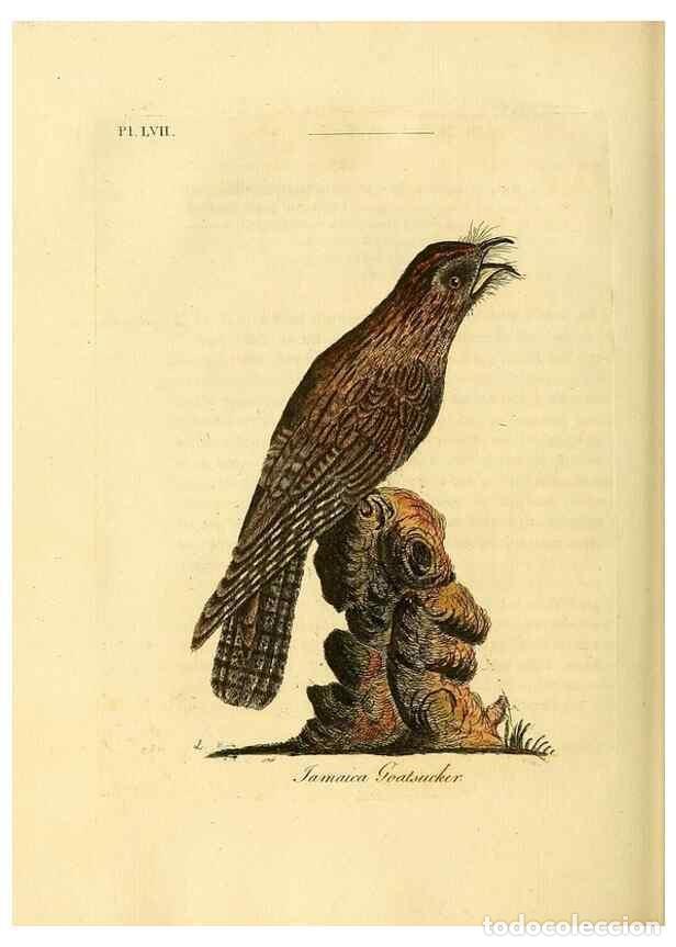 Collection Magazines and Newspapers: Reproducci&oacute;n/Reproduction 49756784906: A general synopsis of birds.. London :Printed for Benj. White