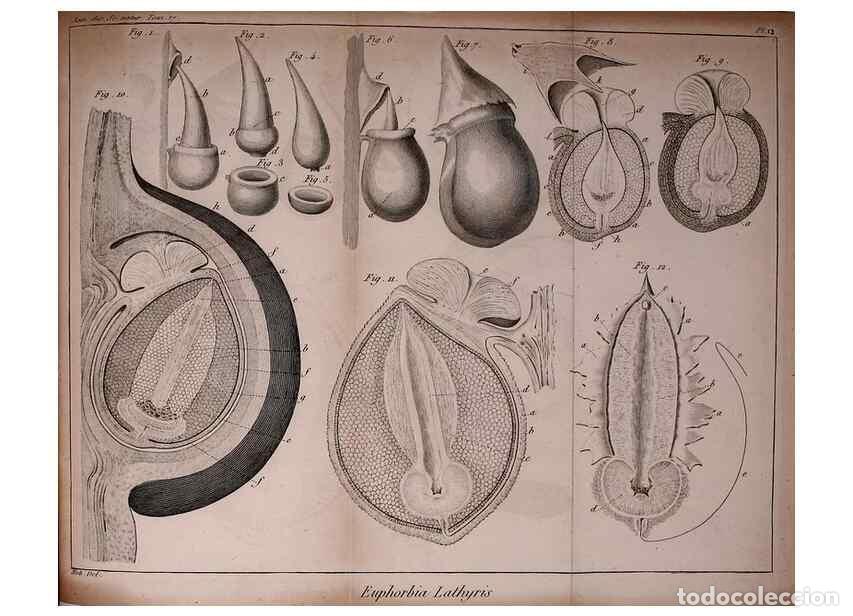 Collection Magazines and Newspapers: Reproducci&oacute;n/Reproduction 49774145451: Annales des sciences naturelles :. Paris :Crochard. - Feuguer