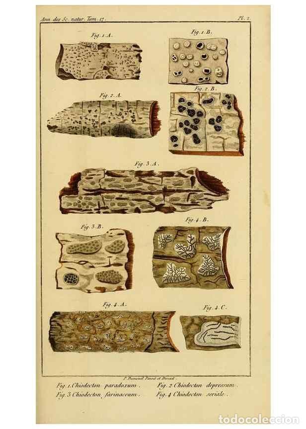 Collection Magazines and Newspapers: Reproducci&oacute;n/Reproduction 49774471557: Annales des sciences naturelles :. Paris :Crochard. - Feuguer