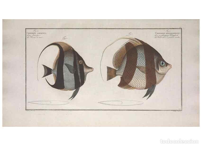 Collection Magazines and Newspapers: Reproducci&oacute;n/Reproduction 49773718141: Ichtyologie, ou, Histoire naturelle, g&eacute;n&eacute;rale et particuli&egrave;re