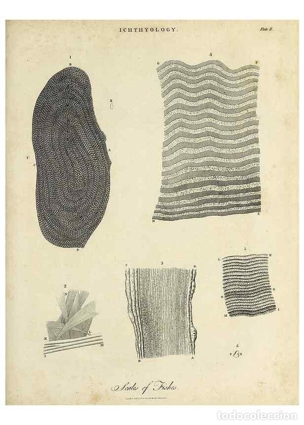 Coleccionismo de Revistas y Peri&oacute;dicos: Reproducci&oacute;n/Reproduction 49754001008: Encyclopaedia londinensis, or, Universal dictionary of arts,