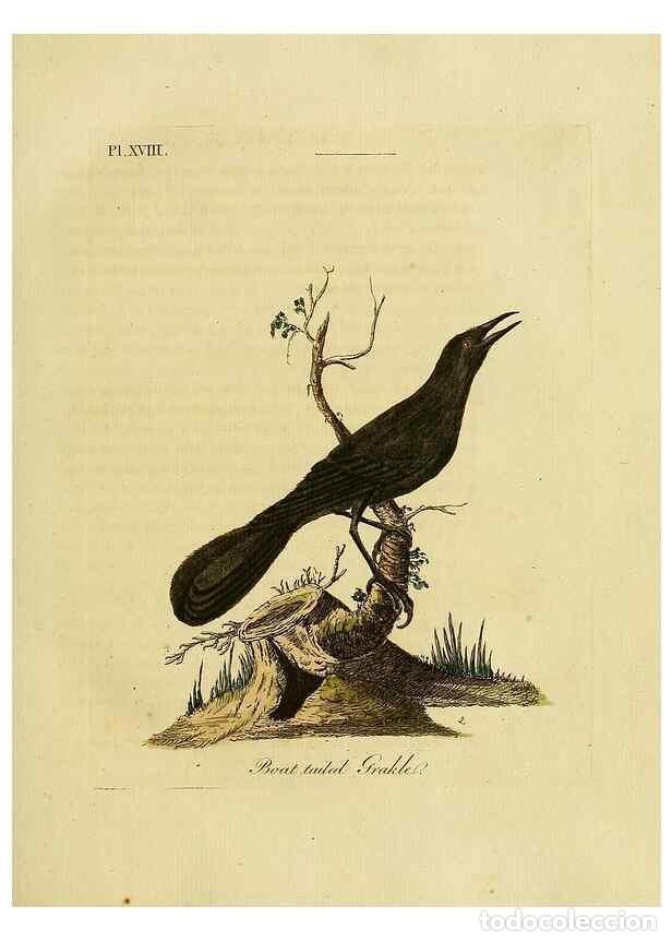 Coleccionismo de Revistas y Peri&oacute;dicos: Reproducci&oacute;n/Reproduction 49755976343: A general synopsis of birds.. London :Printed for Benj. White