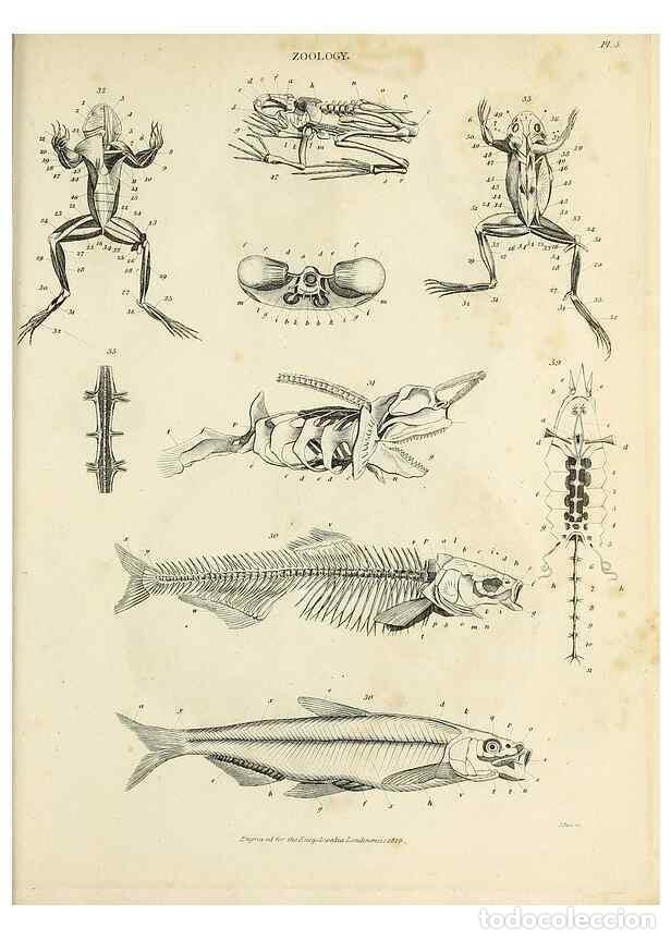 Coleccionismo de Revistas y Peri&oacute;dicos: Reproducci&oacute;n/Reproduction 49757621516: Encyclopaedia londinensis, or, Universal dictionary of arts,