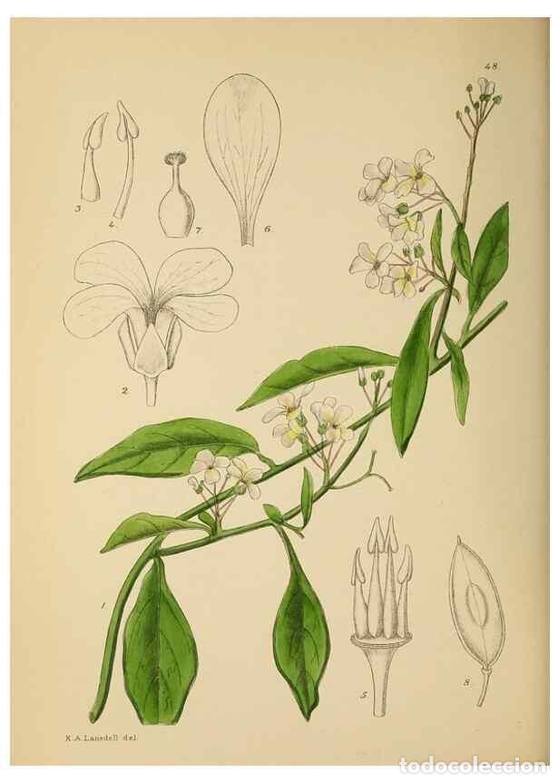 Coleccionismo de Revistas y Peri&oacute;dicos: Reproducci&oacute;n/Reproduction 49757729986: The Flowering plants of Africa.. Pretoria [etc.]Botanical Res