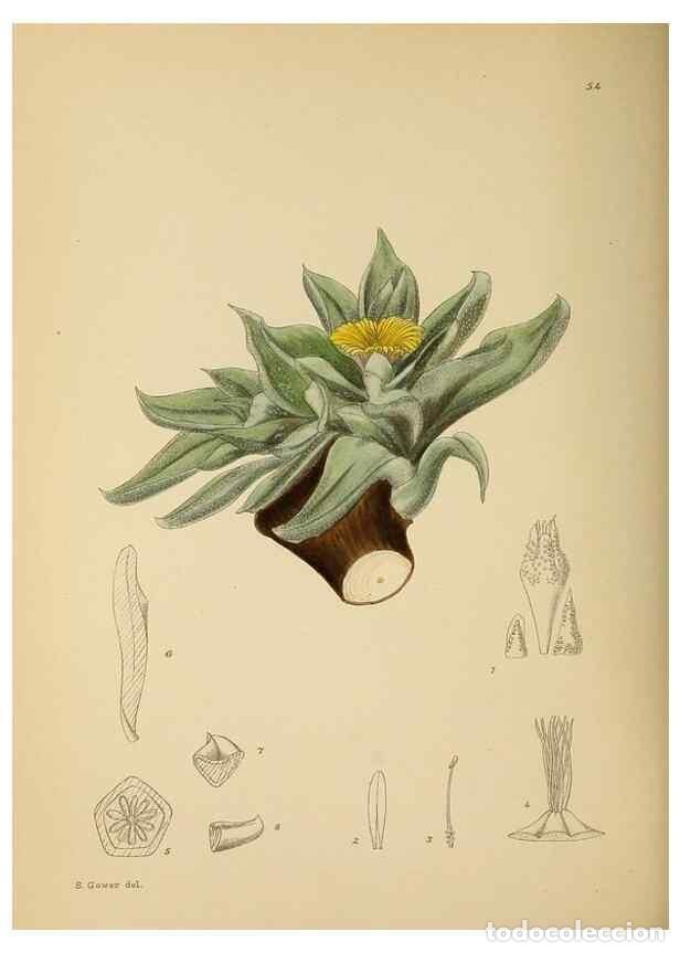 Coleccionismo de Revistas y Peri&oacute;dicos: Reproducci&oacute;n/Reproduction 49758063607: The Flowering plants of Africa.. Pretoria [etc.]Botanical Res