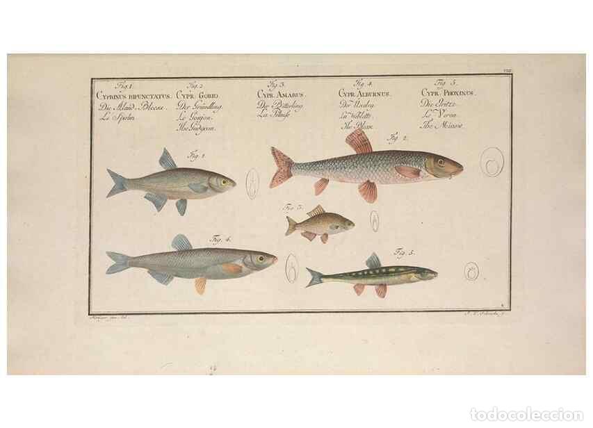 Coleccionismo de Revistas y Peri&oacute;dicos: Reproducci&oacute;n/Reproduction 49769464702: Ichtyologie, ou, Histoire naturelle, g&eacute;n&eacute;rale et particuli&egrave;re