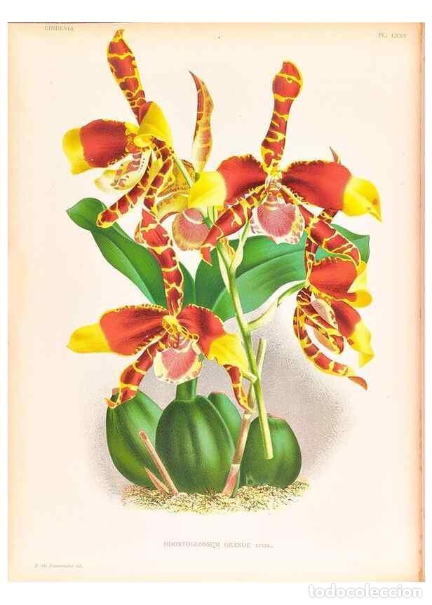 Coleccionismo de Revistas y Peri&oacute;dicos: Reproducci&oacute;n/Reproduction 49756590408: Lindenia :. Gand [Belgium] :Impr. F. Meyer-van Loo,1885-1906.