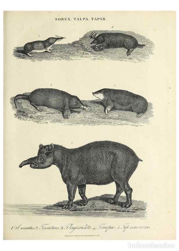 Collection Magazines and Newspapers: Reproducci&oacute;n/Reproduction 49757902592: Encyclopaedia londinensis, or, Universal dictionary of arts,