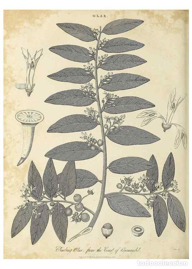 Collection Magazines and Newspapers: Reproducci&oacute;n/Reproduction 49757285807: Encyclopaedia londinensis, or, Universal dictionary of arts,