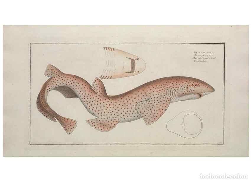 Collection Magazines and Newspapers: Reproducci&oacute;n/Reproduction 49769964353: Ichtyologie, ou, Histoire naturelle, g&eacute;n&eacute;rale et particuli&egrave;re