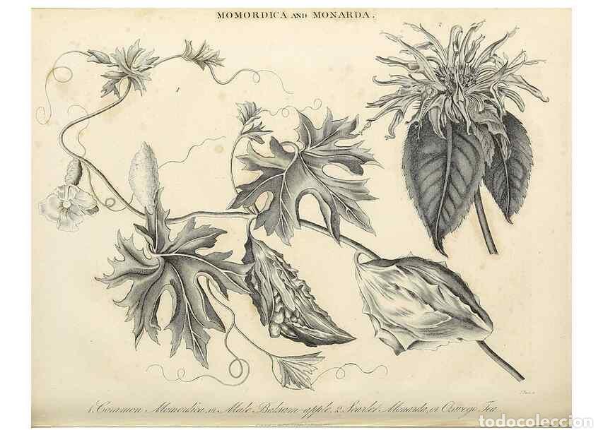 Collection Magazines and Newspapers: Reproducci&oacute;n/Reproduction 49757187662: Encyclopaedia londinensis, or, Universal dictionary of arts,