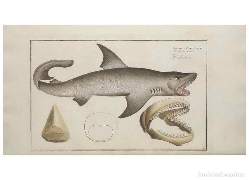 Collection Magazines and Newspapers: Reproducci&oacute;n/Reproduction 49769966288: Ichtyologie, ou, Histoire naturelle, g&eacute;n&eacute;rale et particuli&egrave;re