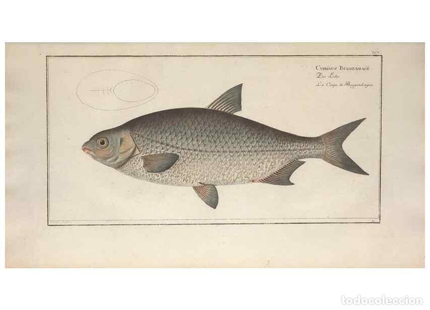 Collection Magazines and Newspapers: Reproducci&oacute;n/Reproduction 49770814912: Ichtyologie, ou, Histoire naturelle, g&eacute;n&eacute;rale et particuli&egrave;re