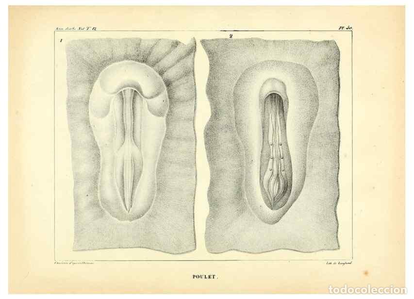 Collection Magazines and Newspapers: Reproducci&oacute;n/Reproduction 49772805923: Annales des sciences naturelles :. Paris :Crochard. - Feuguer