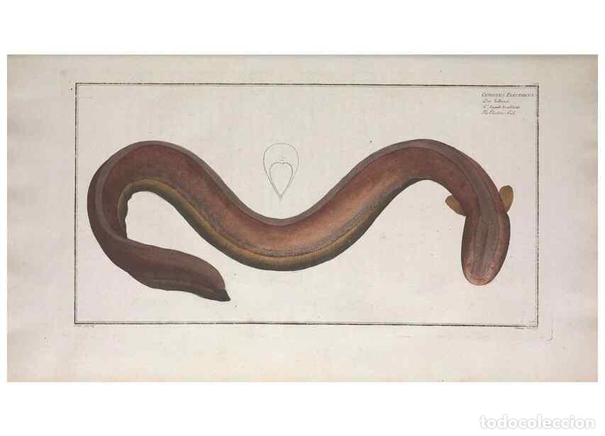 Collection Magazines and Newspapers: Reproducci&oacute;n/Reproduction 49773170418: Ichtyologie, ou, Histoire naturelle, g&eacute;n&eacute;rale et particuli&egrave;re