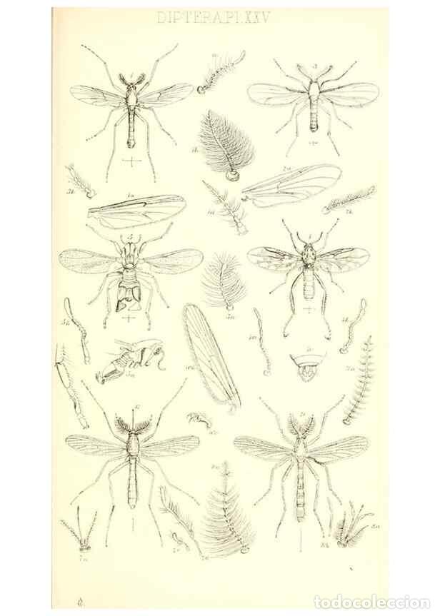 Collection Magazines and Newspapers: Reproducci&oacute;n/Reproduction 49771081472: Insecta Britanica : Diptera / by Francis Walker.. London :Ree