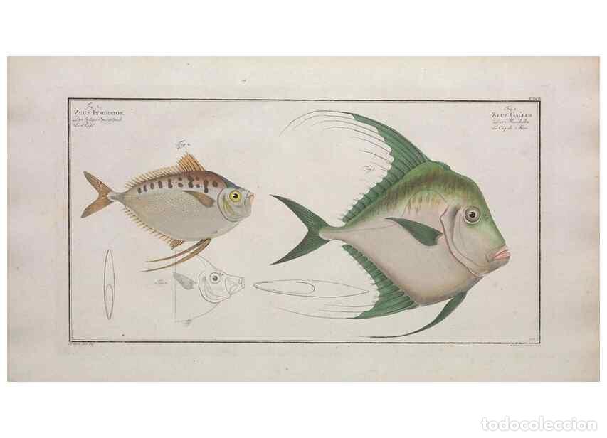 Collezionismo di Riviste e Giornali: Reproducci&oacute;n/Reproduction 49773715306: Ichtyologie, ou, Histoire naturelle, g&eacute;n&eacute;rale et particuli&egrave;re