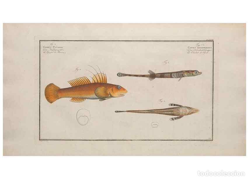 Collezionismo di Riviste e Giornali: Reproducci&oacute;n/Reproduction 49774038447: Ichtyologie, ou, Histoire naturelle, g&eacute;n&eacute;rale et particuli&egrave;re