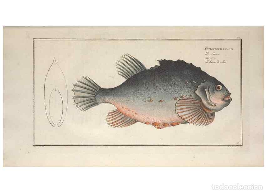 Collezionismo di Riviste e Giornali: Reproducci&oacute;n/Reproduction 49770813237: Ichtyologie, ou, Histoire naturelle, g&eacute;n&eacute;rale et particuli&egrave;re