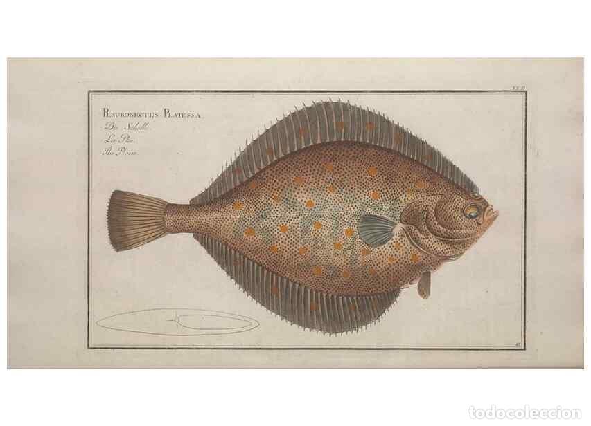 Collezionismo di Riviste e Giornali: Reproducci&oacute;n/Reproduction 49769477507: Ichtyologie, ou, Histoire naturelle, g&eacute;n&eacute;rale et particuli&egrave;re