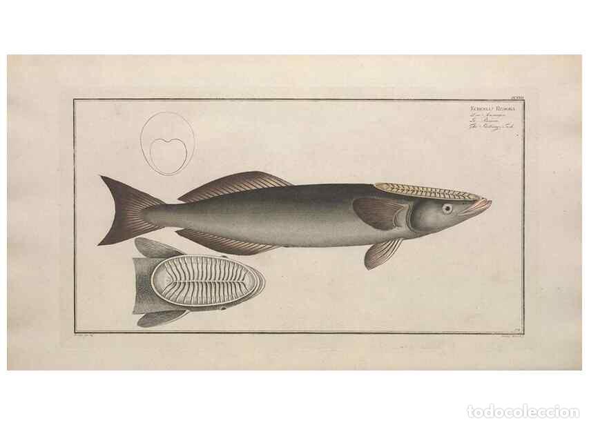 Collezionismo di Riviste e Giornali: Reproducci&oacute;n/Reproduction 49773176563: Ichtyologie, ou, Histoire naturelle, g&eacute;n&eacute;rale et particuli&egrave;re