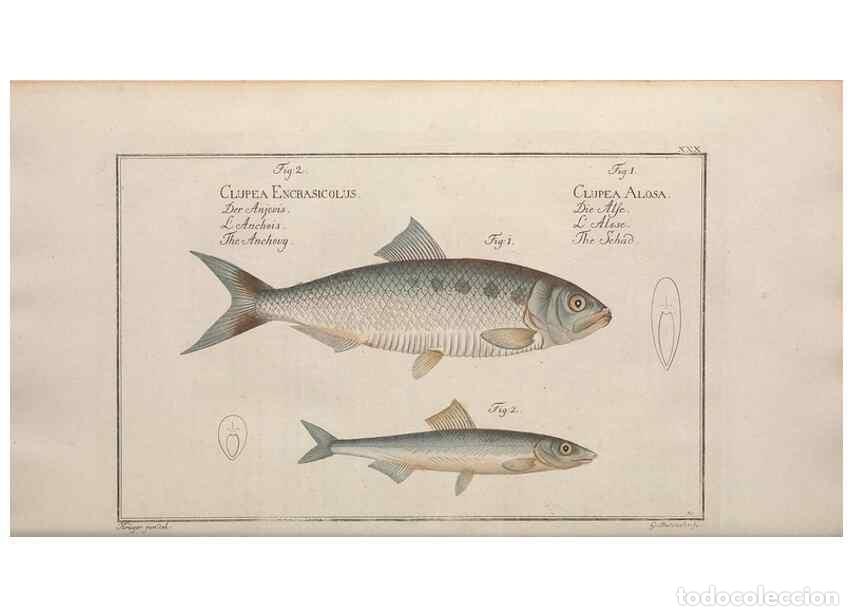 Collezionismo di Riviste e Giornali: Reproducci&oacute;n/Reproduction 49769473172: Ichtyologie, ou, Histoire naturelle, g&eacute;n&eacute;rale et particuli&egrave;re