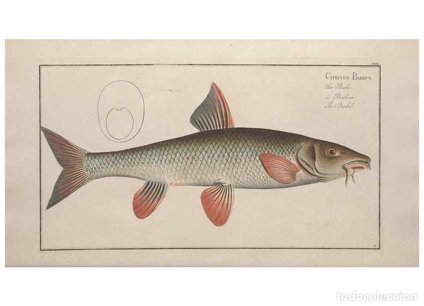 Collezionismo di Riviste e Giornali: Reproducci&oacute;n/Reproduction 49768609248: Ichtyologie, ou, Histoire naturelle, g&eacute;n&eacute;rale et particuli&egrave;re