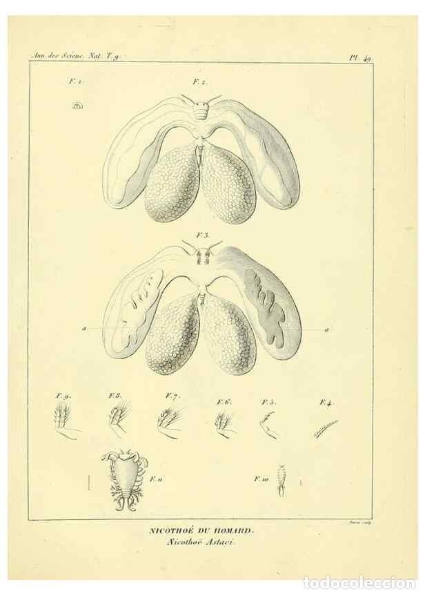 Collection Magazines and Newspapers: Reproducci&oacute;n/Reproduction 49773650902: Annales des sciences naturelles :. Paris :Crochard. - Feuguer