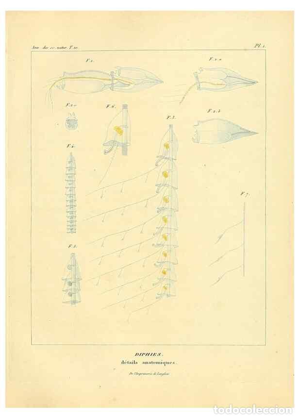 Collection Magazines and Newspapers: Reproducci&oacute;n/Reproduction 49772792518: Annales des sciences naturelles :. Paris :Crochard. - Feuguer