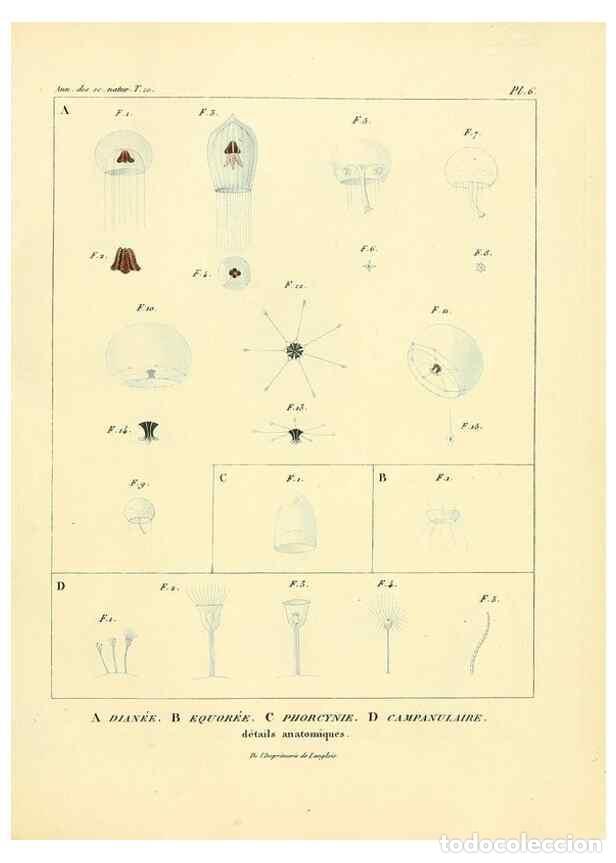 Collection Magazines and Newspapers: Reproducci&oacute;n/Reproduction 49773653142: Annales des sciences naturelles :. Paris :Crochard. - Feuguer