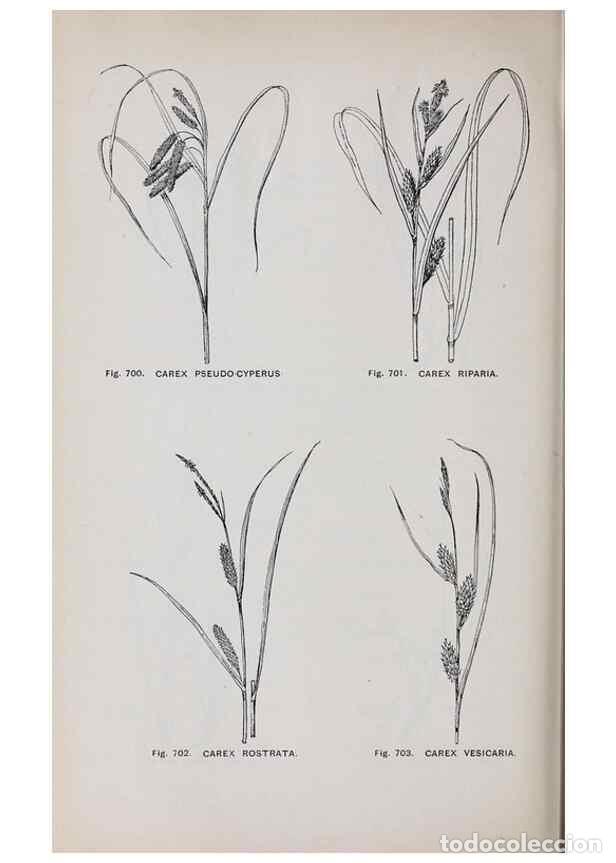 Collection Magazines and Newspapers: Reproducci&oacute;n/Reproduction 49743299476: The flora of the Liverpool district /. Liverpool :D. Marples