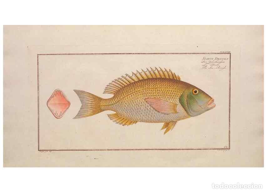 Collection Magazines and Newspapers: Reproducci&oacute;n/Reproduction 49773756213: Ichtyologie, ou, Histoire naturelle, g&eacute;n&eacute;rale et particuli&egrave;re