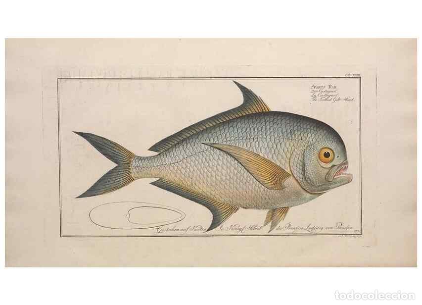 Collection Magazines and Newspapers: Reproducci&oacute;n/Reproduction 49774619557: Ichtyologie, ou, Histoire naturelle, g&eacute;n&eacute;rale et particuli&egrave;re