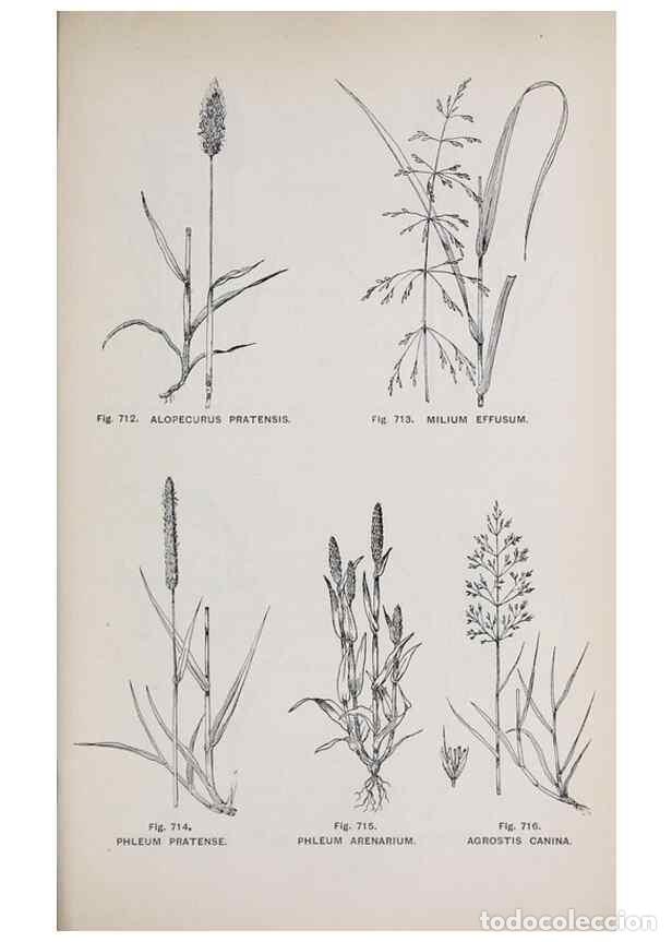 Collection Magazines and Newspapers: Reproducci&oacute;n/Reproduction 49742750623: The flora of the Liverpool district /. Liverpool :D. Marples