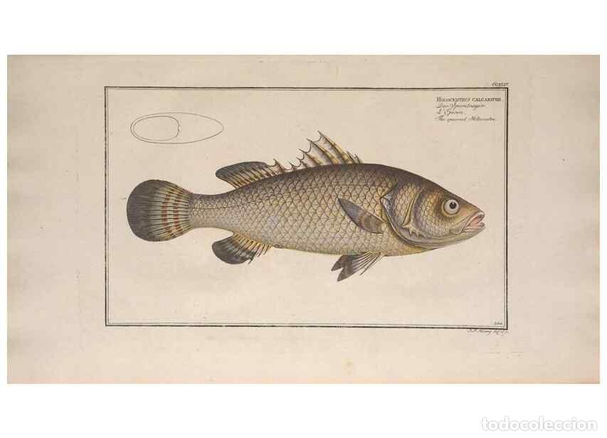 Collection Magazines and Newspapers: Reproducci&oacute;n/Reproduction 49774608587: Ichtyologie, ou, Histoire naturelle, g&eacute;n&eacute;rale et particuli&egrave;re