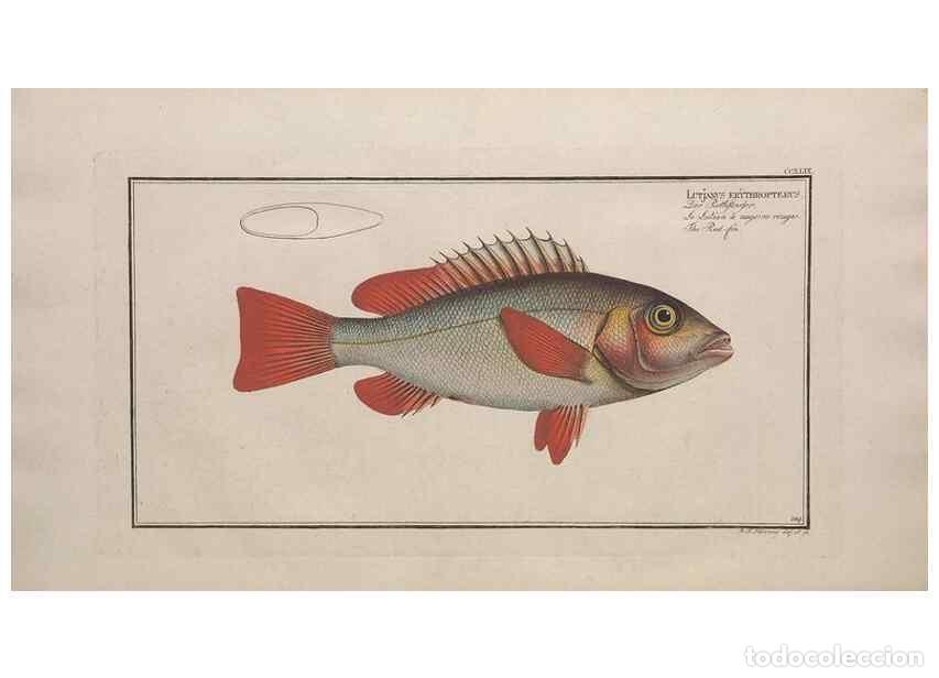 Collection Magazines and Newspapers: Reproducci&oacute;n/Reproduction 49774610432: Ichtyologie, ou, Histoire naturelle, g&eacute;n&eacute;rale et particuli&egrave;re