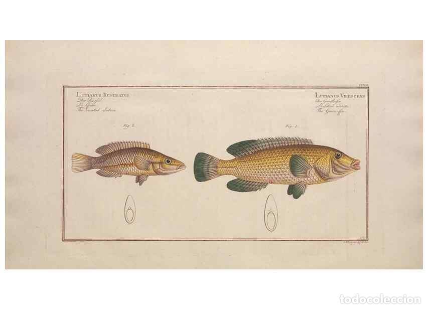 Collection Magazines and Newspapers: Reproducci&oacute;n/Reproduction 49774612072: Ichtyologie, ou, Histoire naturelle, g&eacute;n&eacute;rale et particuli&egrave;re