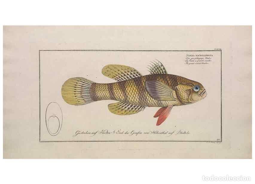 Collection Magazines and Newspapers: Reproducci&oacute;n/Reproduction 49773945383: Ichtyologie, ou, Histoire naturelle, g&eacute;n&eacute;rale et particuli&egrave;re