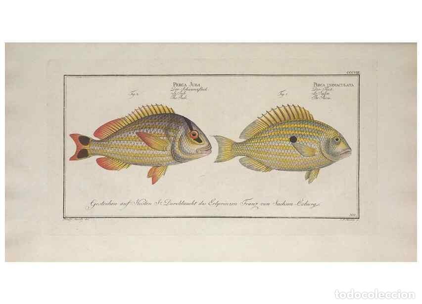 Collection Magazines and Newspapers: Reproducci&oacute;n/Reproduction 49773948138: Ichtyologie, ou, Histoire naturelle, g&eacute;n&eacute;rale et particuli&egrave;re