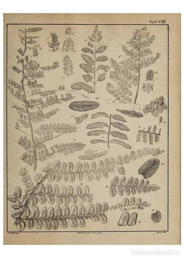 Collection Magazines and Newspapers: Reproducci&oacute;n/Reproduction 49743350871: Abdr&uuml;cke und Versteinerungen des Zwickauer Schwarzkohlengebir