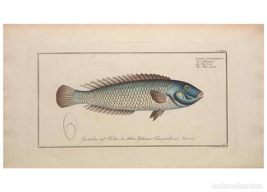 Colecionismo de Revistas e Jornais: Reproducci&oacute;n/Reproduction 49774292781: Ichtyologie, ou, Histoire naturelle, g&eacute;n&eacute;rale et particuli&egrave;re